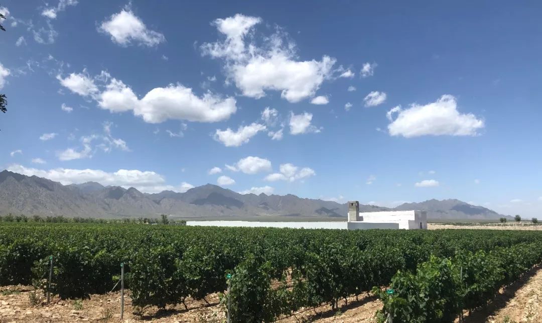 进入宁夏产区红葡萄酒世界的大门，你只差这篇入门微信