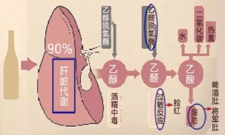 【葡萄酒小知识】喝酒时，为什么你总比别人醉的快？